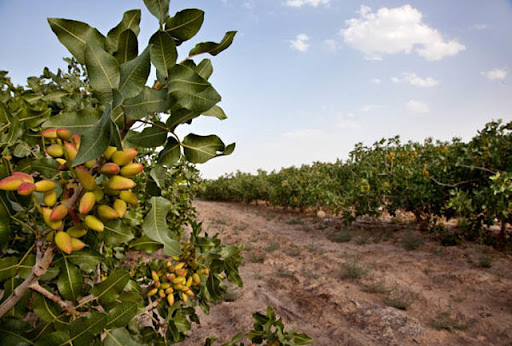“Novel Processing and Packaging Innovations in the Pistachio Industry”